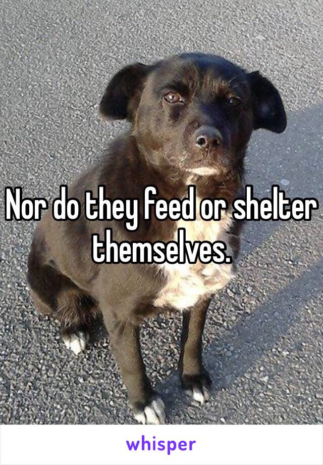 Nor do they feed or shelter themselves. 