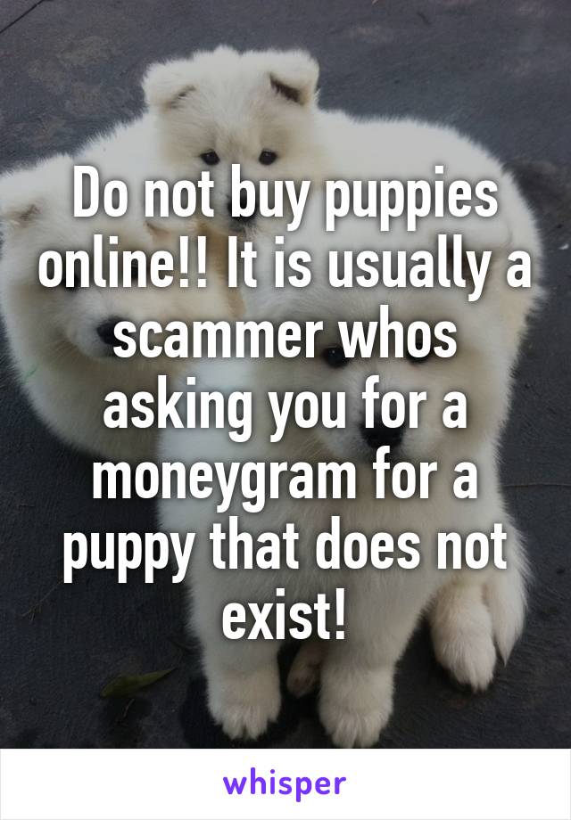 Do not buy puppies online!! It is usually a scammer whos asking you for a moneygram for a puppy that does not exist!