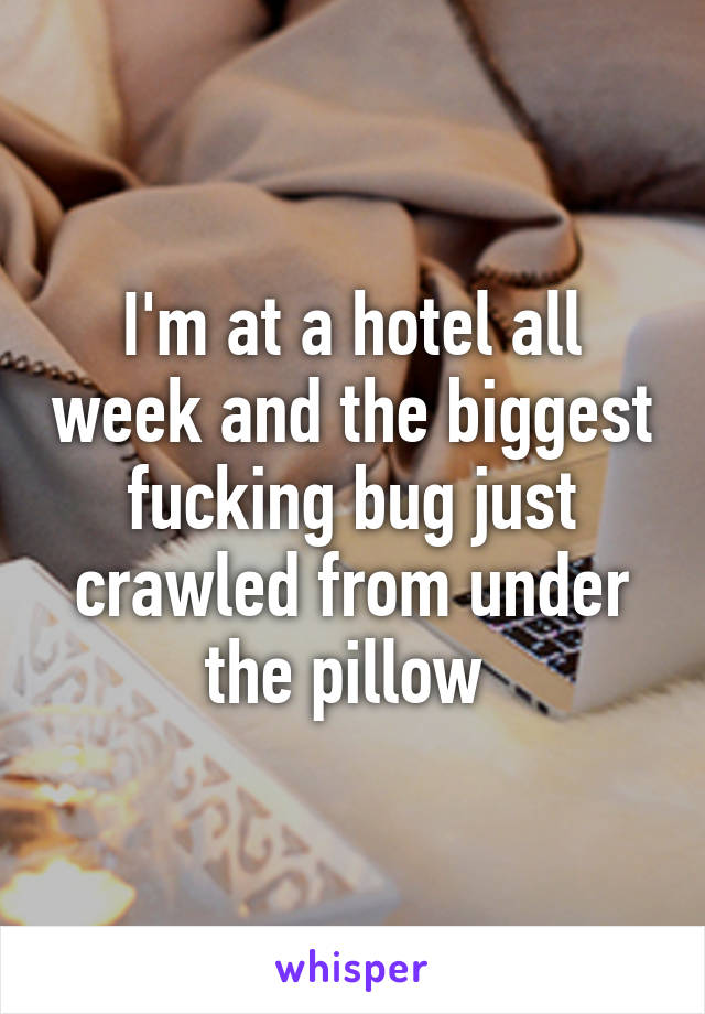 I'm at a hotel all week and the biggest fucking bug just crawled from under the pillow 