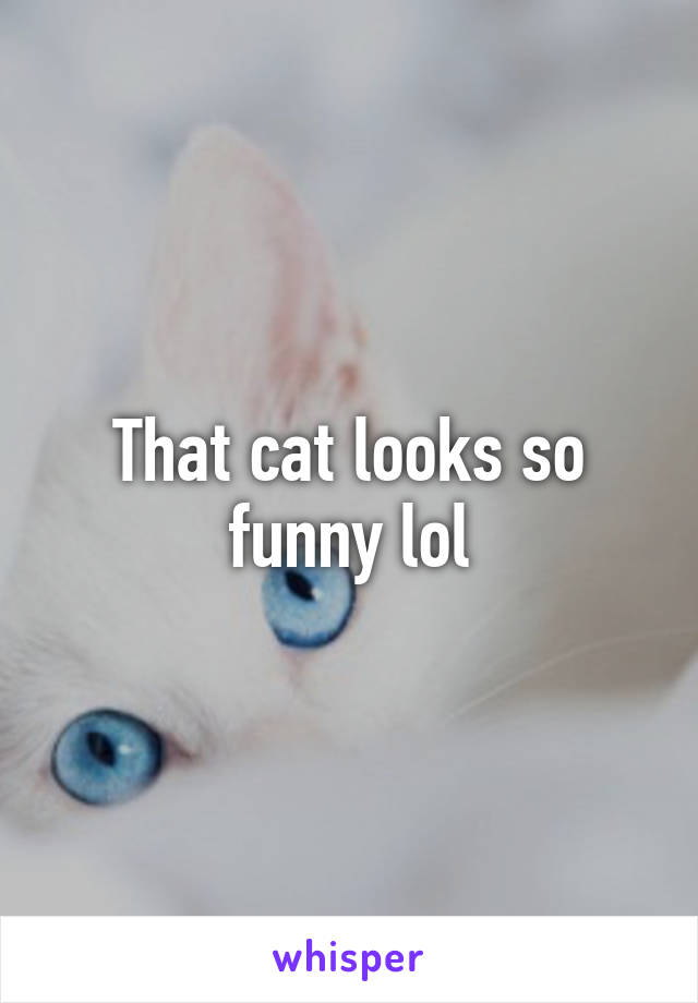 That cat looks so funny lol