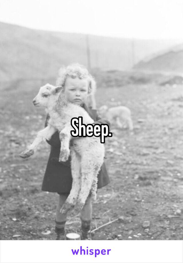 Sheep.