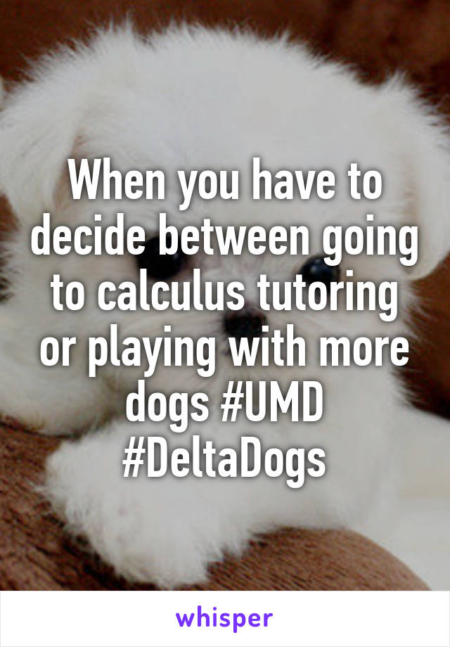 When you have to decide between going to calculus tutoring or playing with more dogs #UMD #DeltaDogs