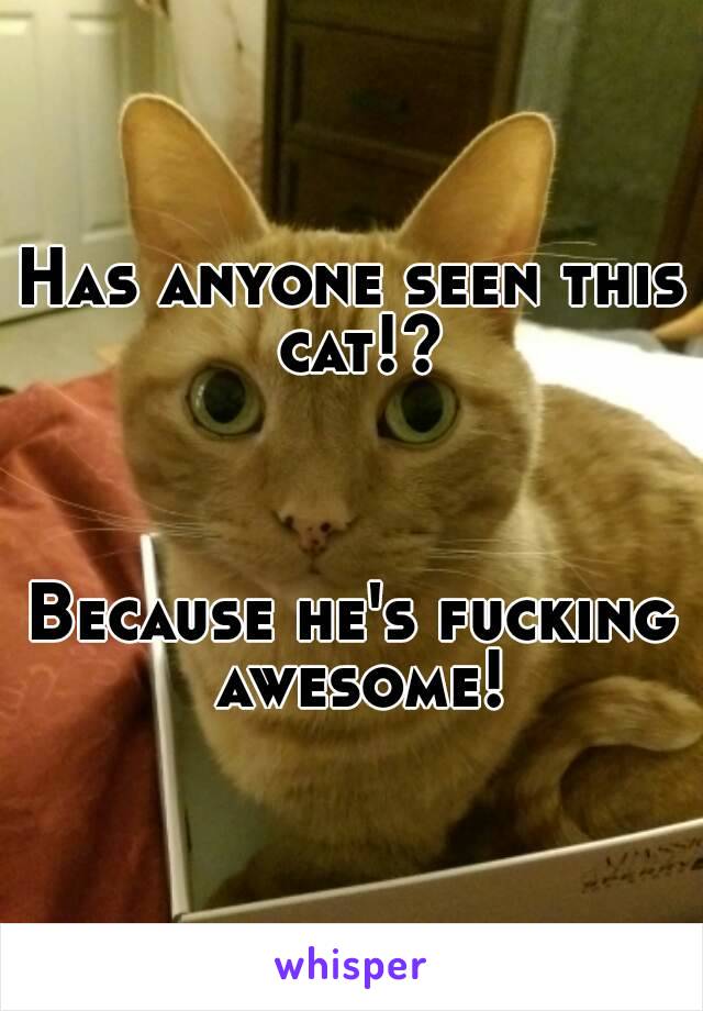 Has anyone seen this cat!?



Because he's fucking awesome!