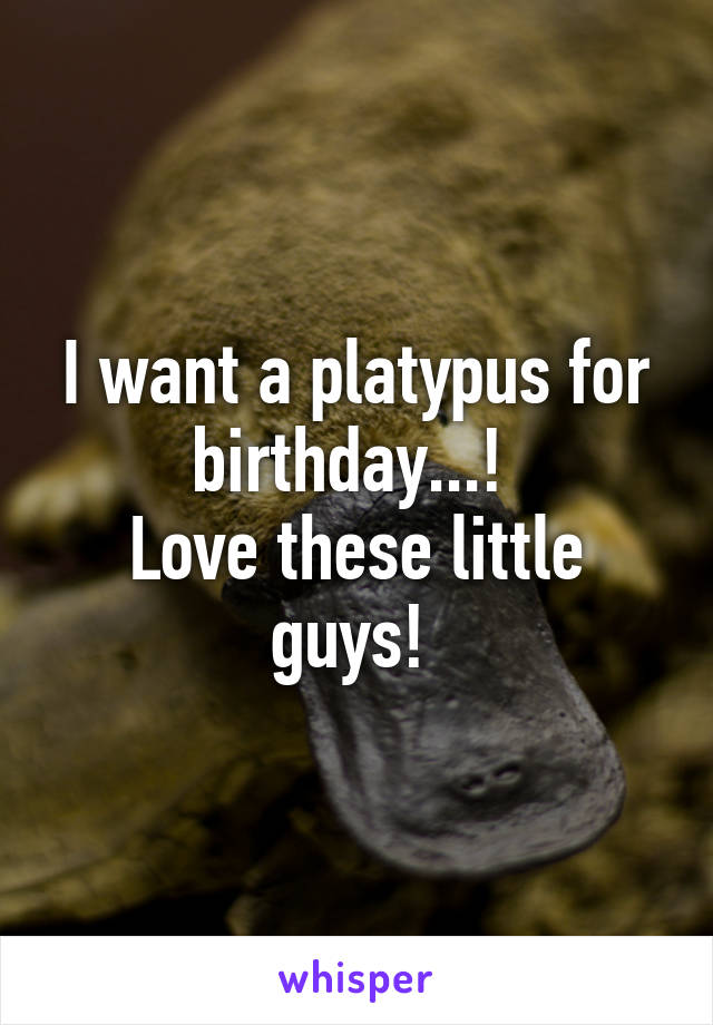 I want a platypus for birthday...! 
Love these little guys! 