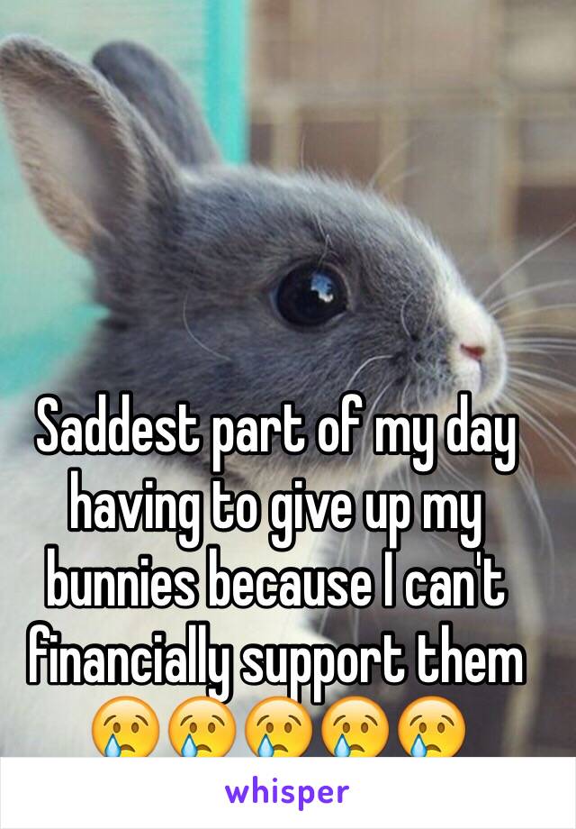 Saddest part of my day having to give up my bunnies because I can't financially support them 😢😢😢😢😢