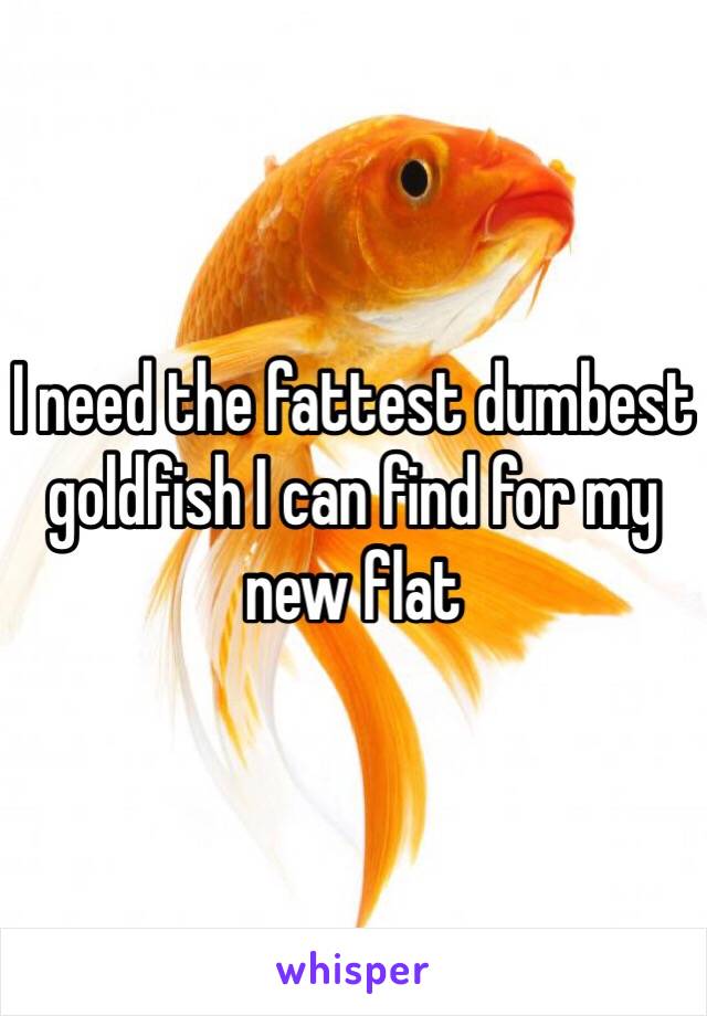 I need the fattest dumbest goldfish I can find for my new flat 