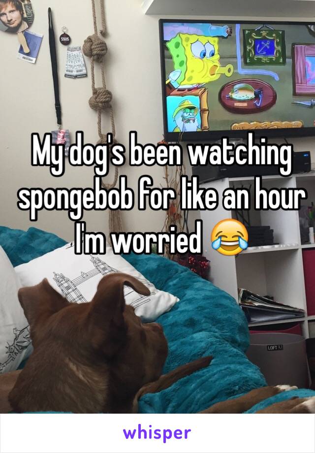 My dog's been watching spongebob for like an hour I'm worried 😂 