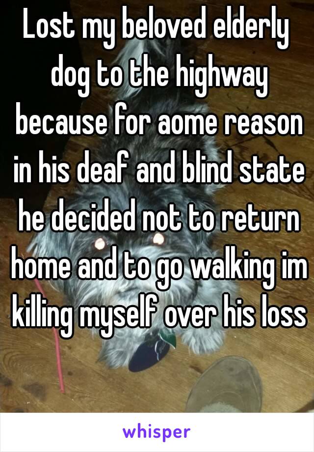 Lost my beloved elderly dog to the highway because for aome reason in his deaf and blind state he decided not to return home and to go walking im killing myself over his loss