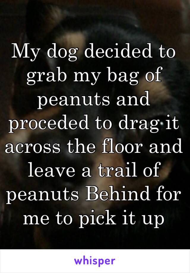 My dog decided to grab my bag of peanuts and proceded to drag it across the floor and leave a trail of peanuts Behind for me to pick it up