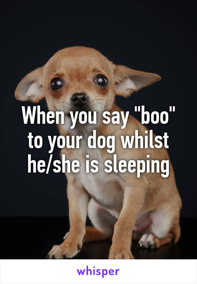 When you say "boo" to your dog whilst he/she is sleeping