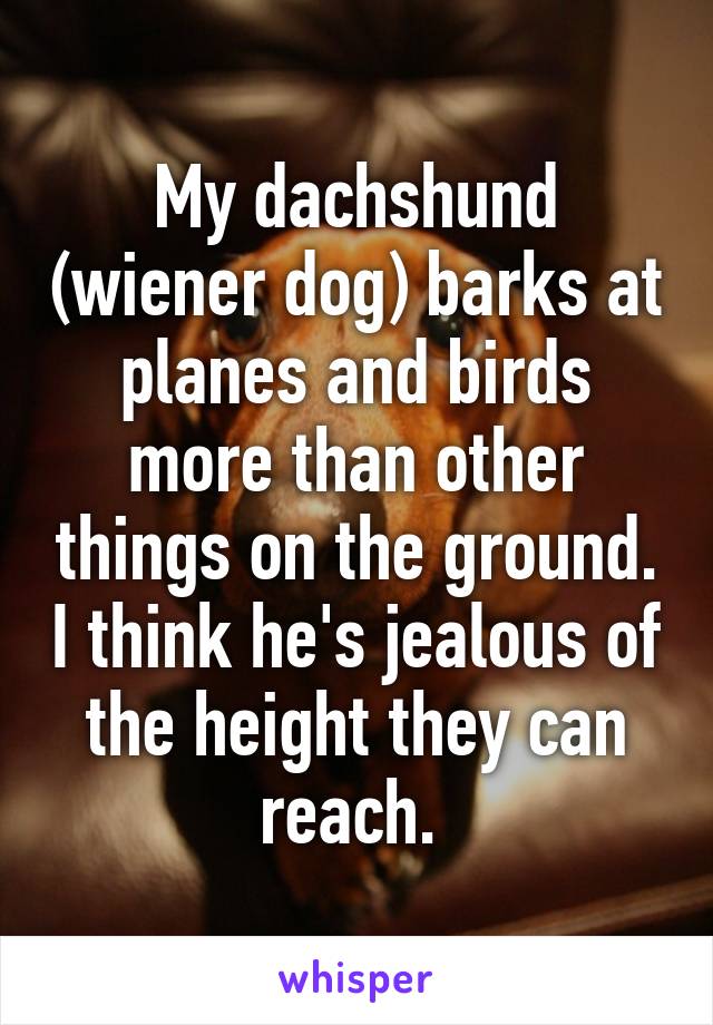 My dachshund (wiener dog) barks at planes and birds more than other things on the ground. I think he's jealous of the height they can reach. 