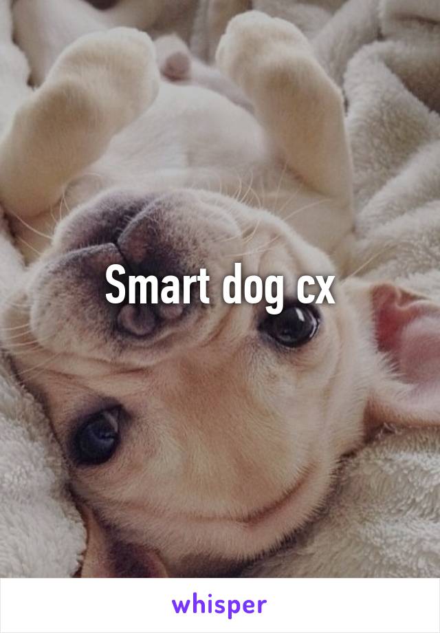 Smart dog cx
