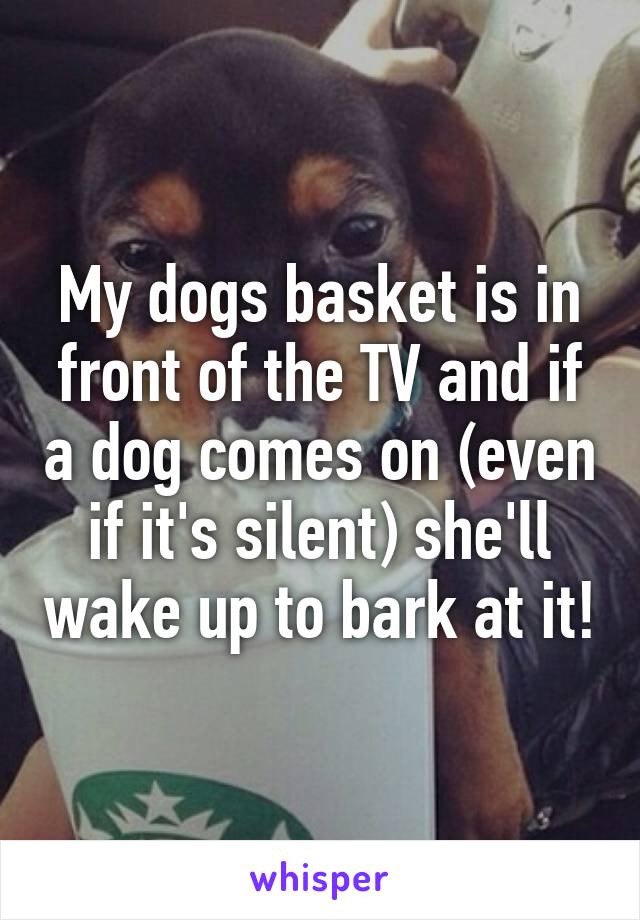 My dogs basket is in front of the TV and if a dog comes on (even if it's silent) she'll wake up to bark at it!