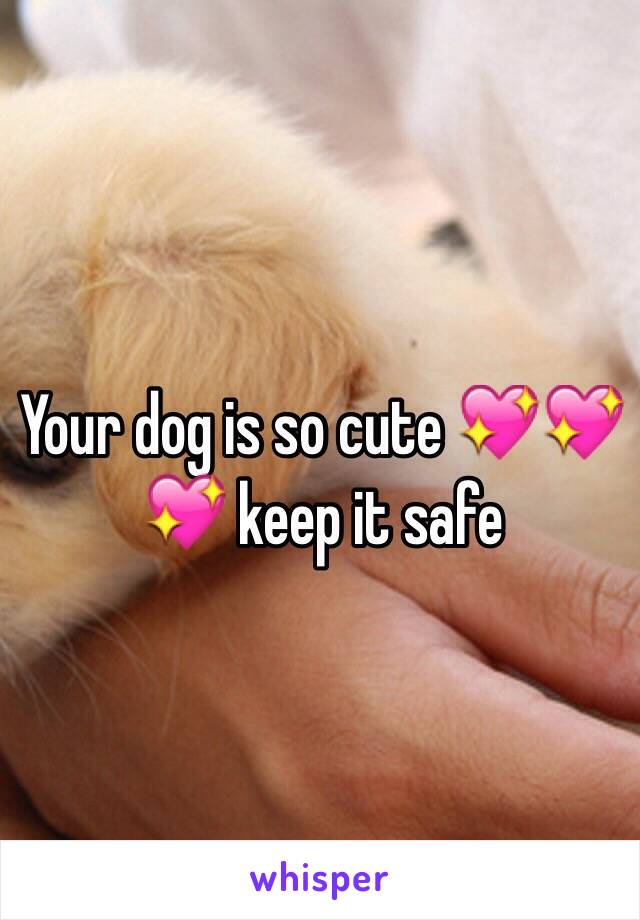 Your dog is so cute 💖💖💖 keep it safe