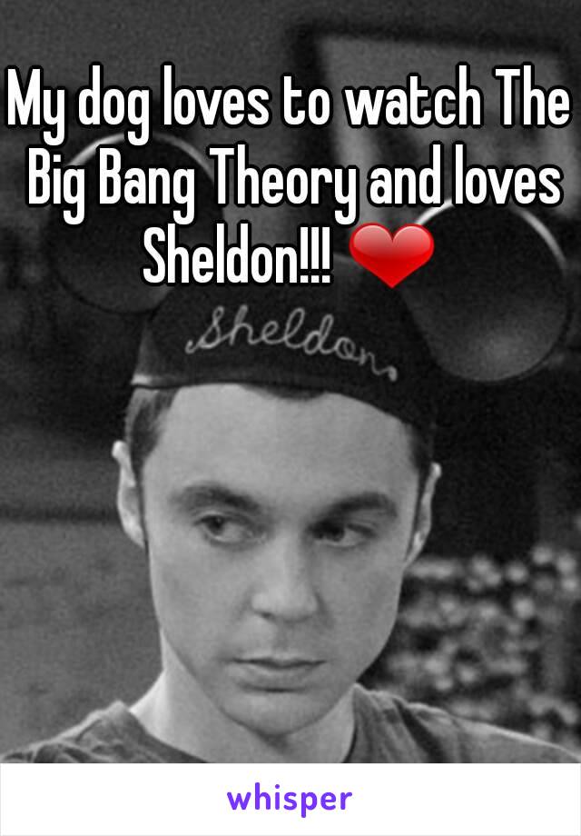 My dog loves to watch The Big Bang Theory and loves Sheldon!!! ❤ 