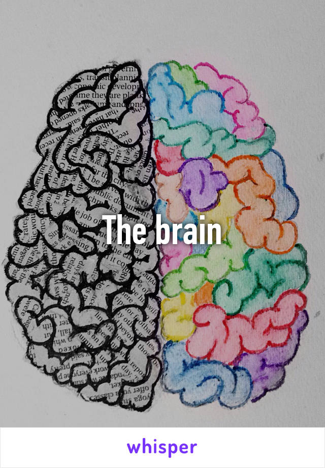 The brain