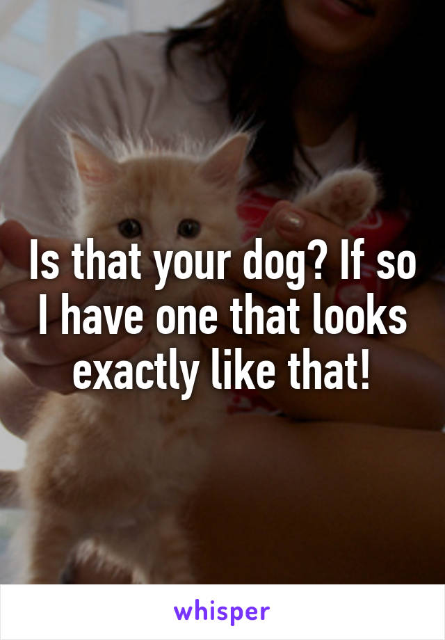 Is that your dog? If so I have one that looks exactly like that!