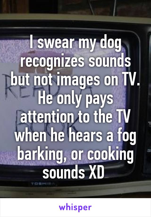 I swear my dog recognizes sounds but not images on TV. He only pays attention to the TV when he hears a fog barking, or cooking sounds XD 