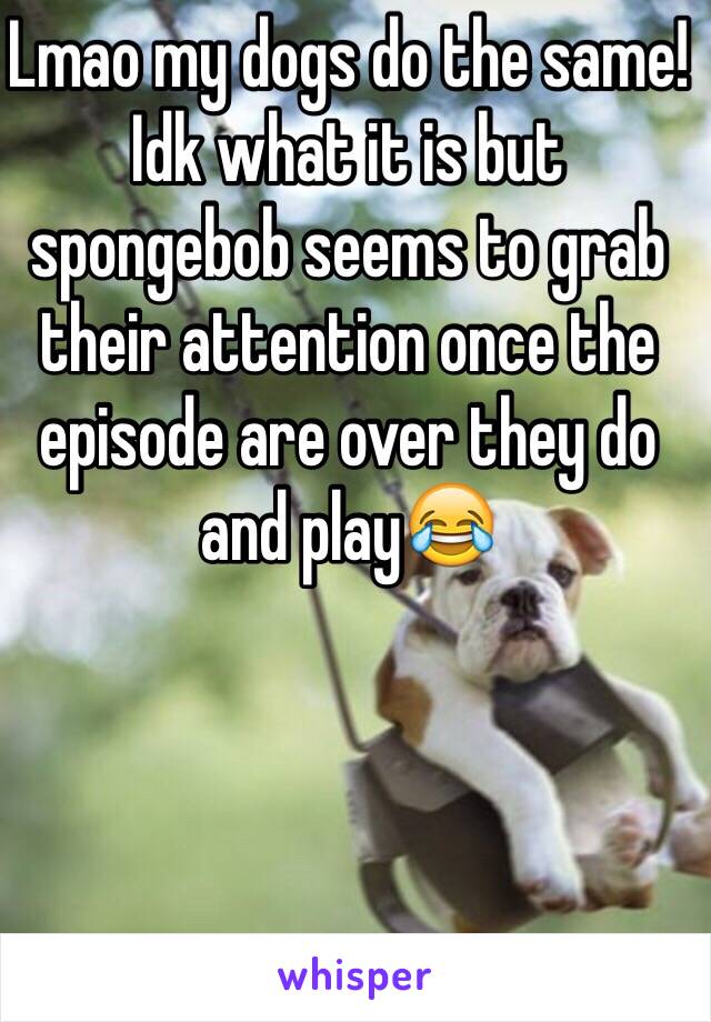 Lmao my dogs do the same!Idk what it is but spongebob seems to grab their attention once the episode are over they do and play😂