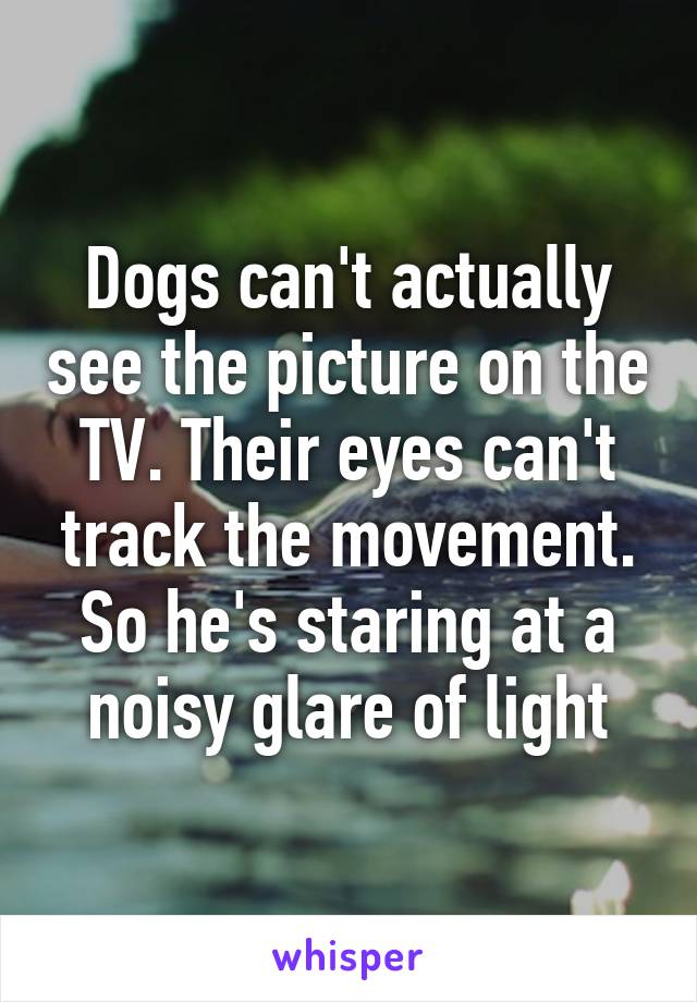 Dogs can't actually see the picture on the TV. Their eyes can't track the movement. So he's staring at a noisy glare of light