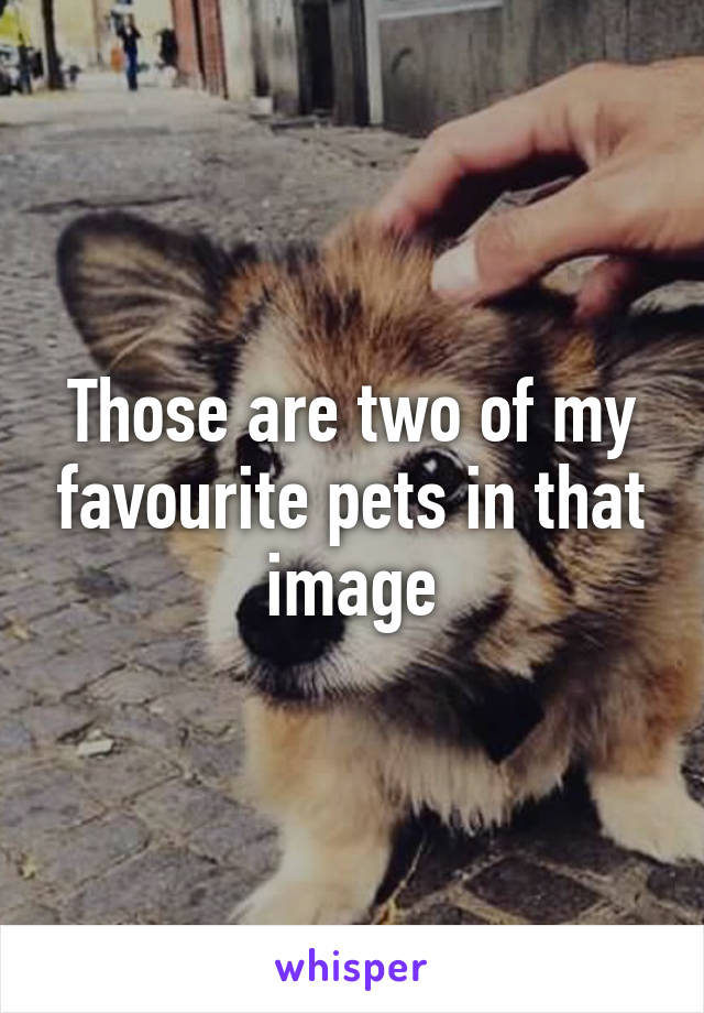 Those are two of my favourite pets in that image