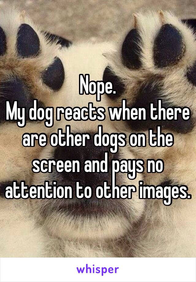 Nope. 
My dog reacts when there are other dogs on the screen and pays no attention to other images. 