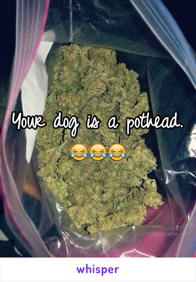 Your dog is a pothead. 😂😂😂