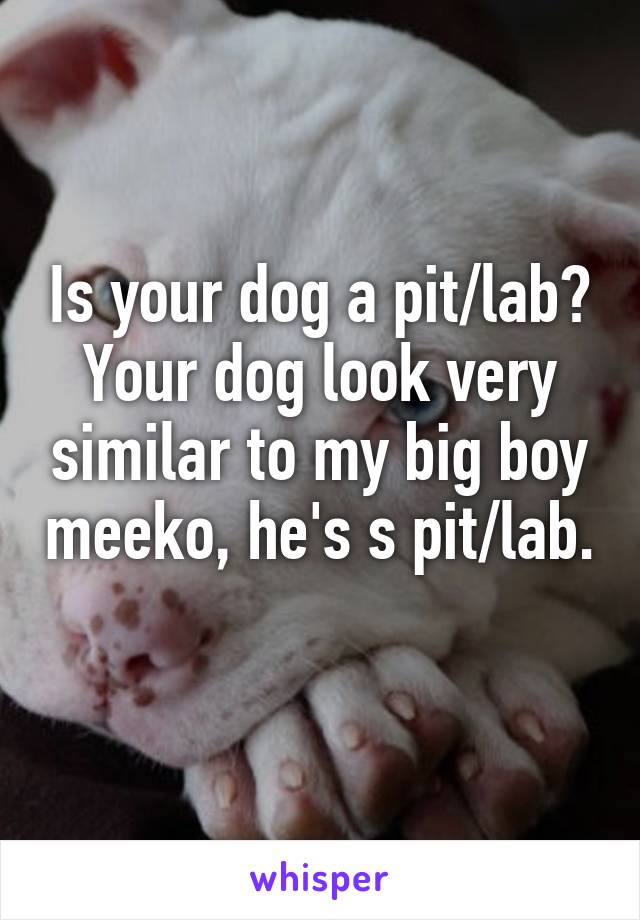 Is your dog a pit/lab? Your dog look very similar to my big boy meeko, he's s pit/lab.
