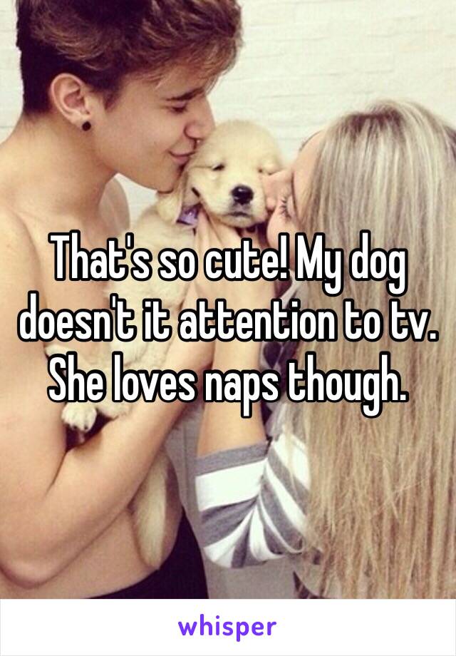 That's so cute! My dog doesn't it attention to tv. She loves naps though.