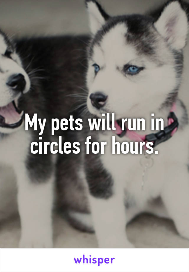 My pets will run in circles for hours.