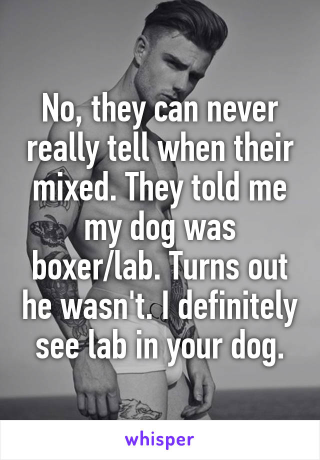 No, they can never really tell when their mixed. They told me my dog was boxer/lab. Turns out he wasn't. I definitely see lab in your dog.