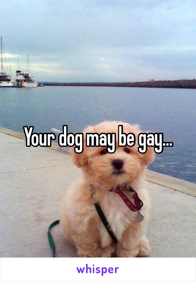 Your dog may be gay...