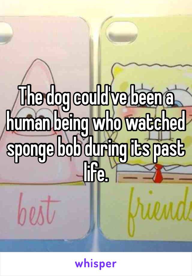 The dog could've been a human being who watched sponge bob during its past life. 