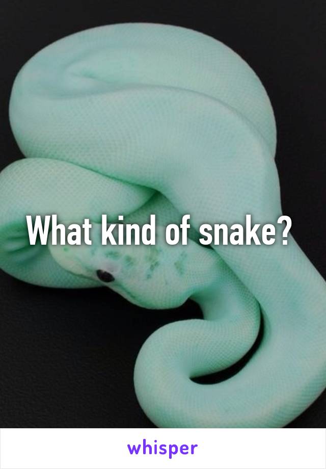 What kind of snake? 