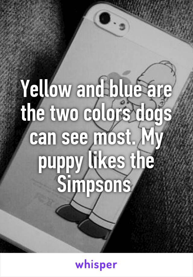 Yellow and blue are the two colors dogs can see most. My puppy likes the Simpsons 