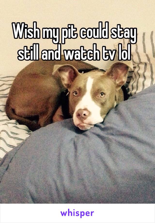 Wish my pit could stay still and watch tv lol