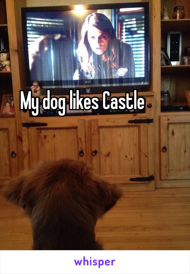 My dog likes Castle 