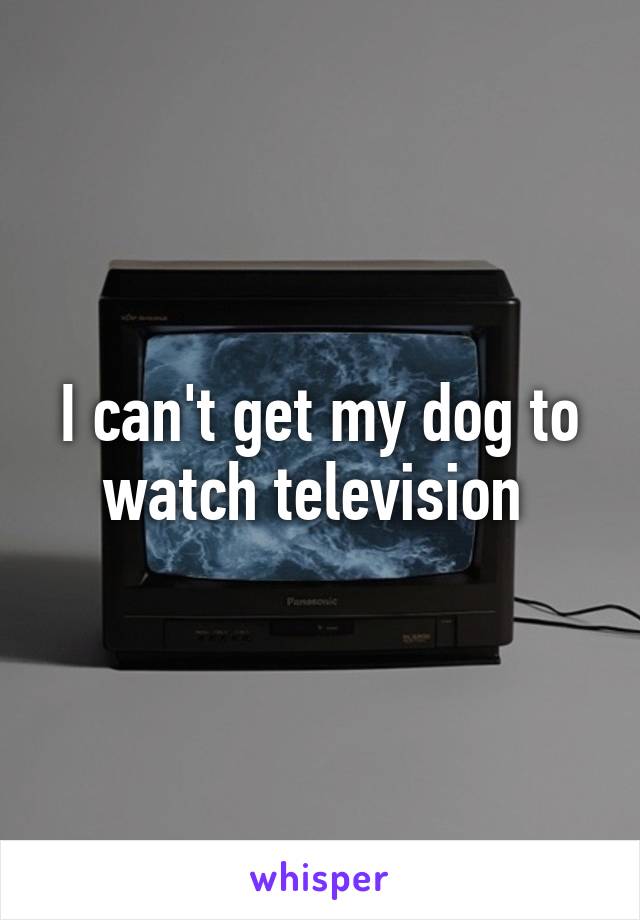 I can't get my dog to watch television 