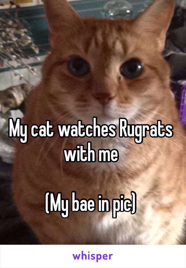 My cat watches Rugrats with me

(My bae in pic)