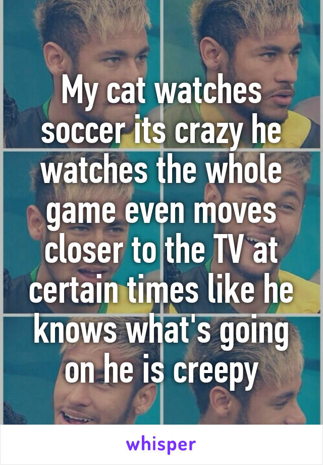 My cat watches soccer its crazy he watches the whole game even moves closer to the TV at certain times like he knows what's going on he is creepy