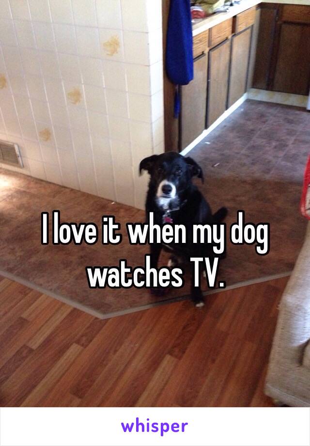 I love it when my dog watches TV.