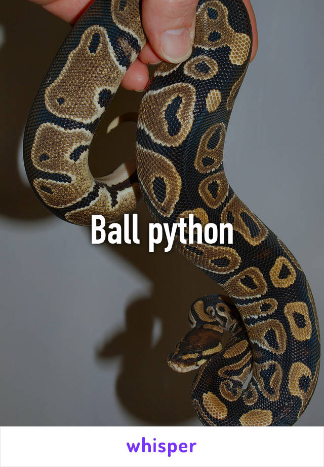 Ball python