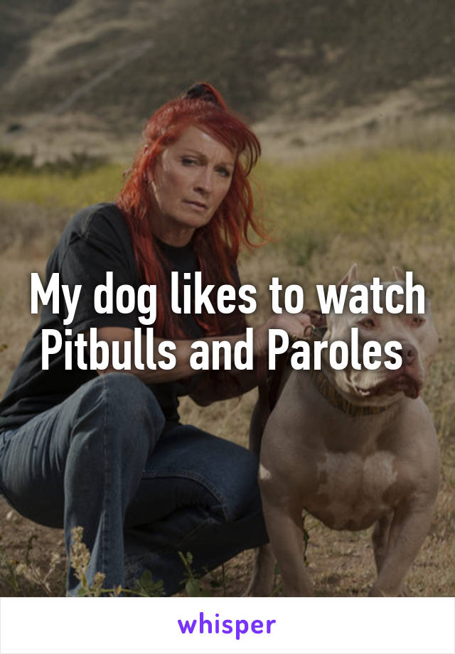 My dog likes to watch Pitbulls and Paroles 