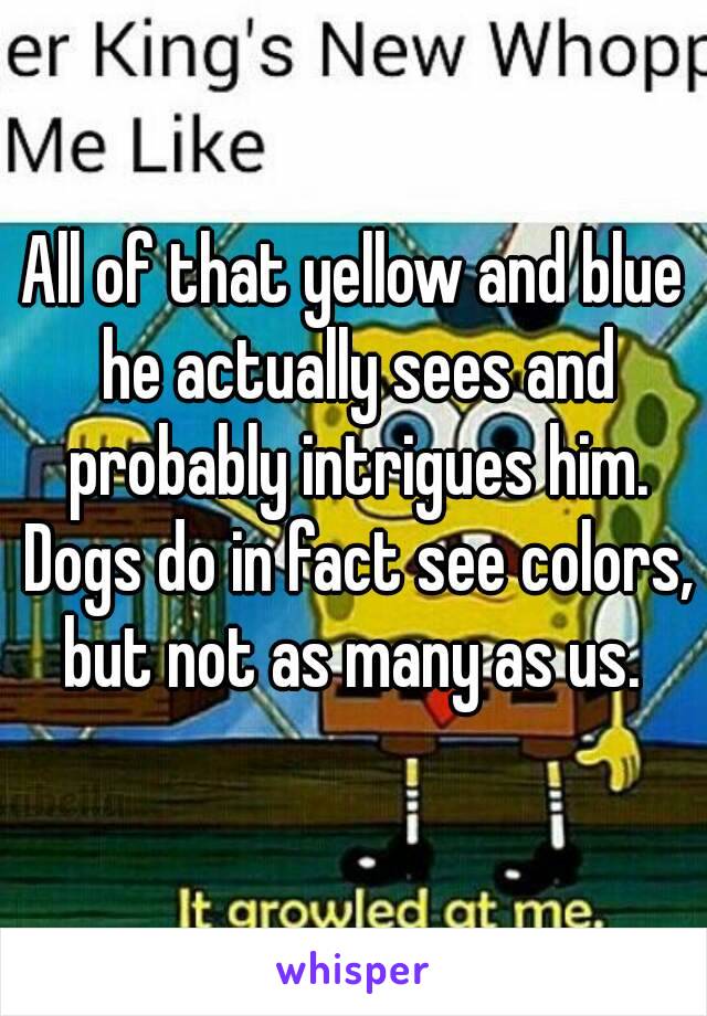 All of that yellow and blue he actually sees and probably intrigues him. Dogs do in fact see colors, but not as many as us. 