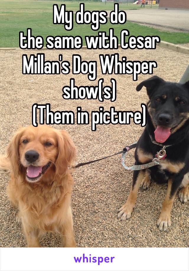 My dogs do
the same with Cesar Millan's Dog Whisper show(s)
(Them in picture)