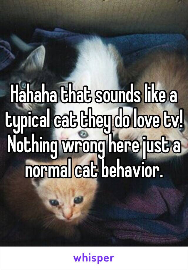 Hahaha that sounds like a typical cat they do love tv! Nothing wrong here just a normal cat behavior. 