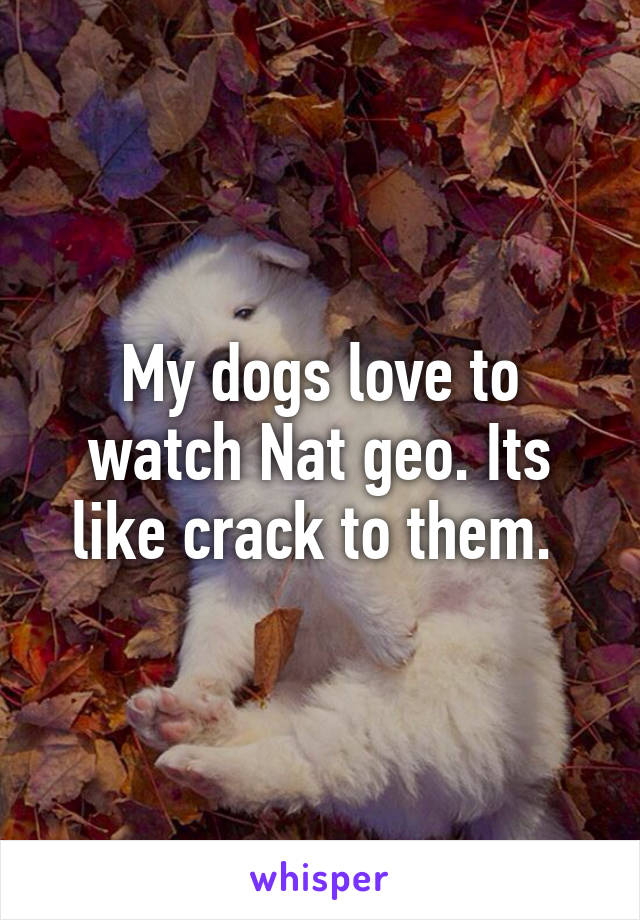 My dogs love to watch Nat geo. Its like crack to them. 