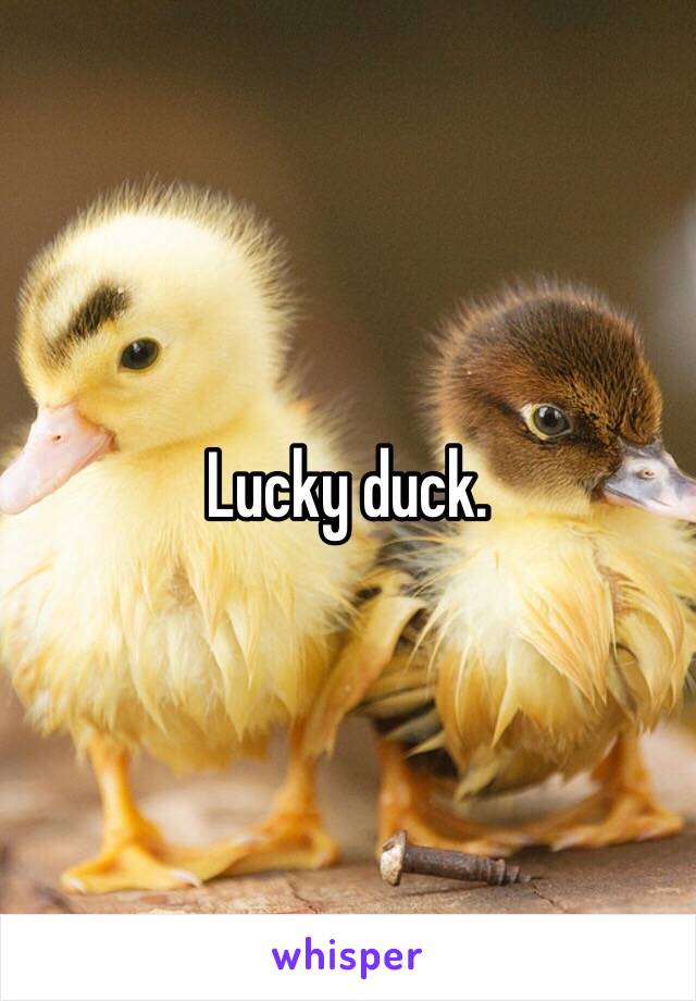 Lucky duck. 