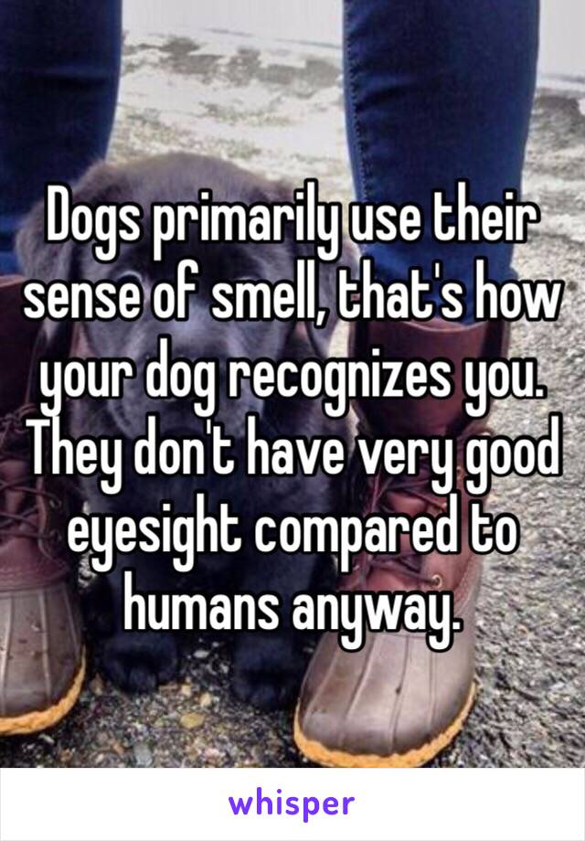 Dogs primarily use their sense of smell, that's how your dog recognizes you. They don't have very good eyesight compared to humans anyway.