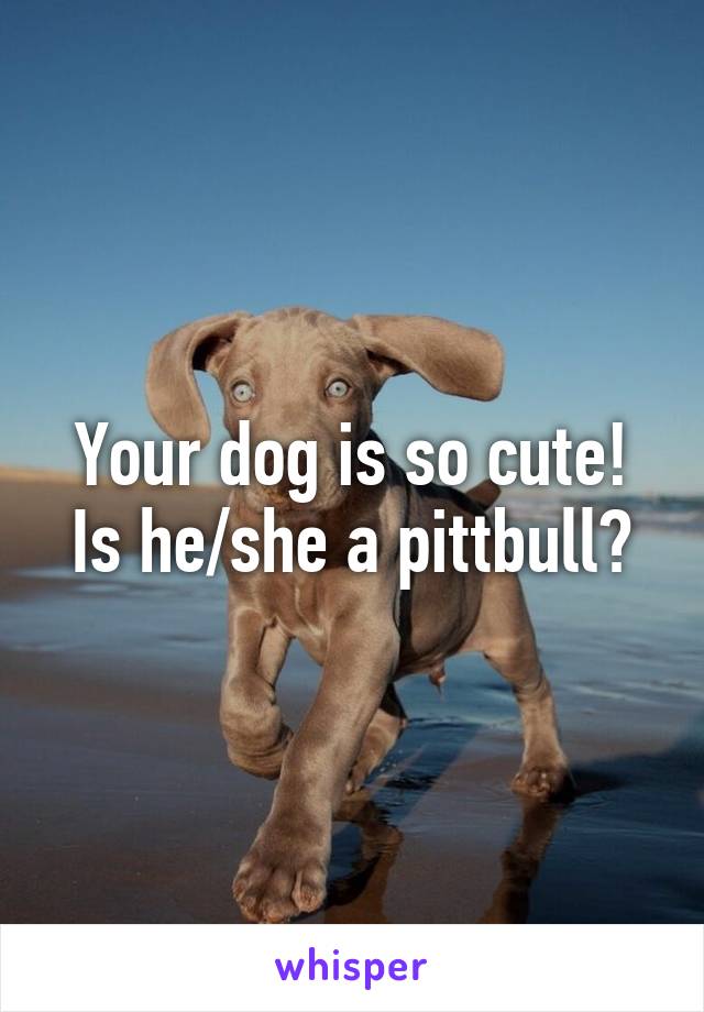 Your dog is so cute! Is he/she a pittbull?